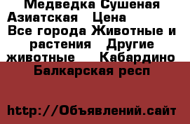 Медведка Сушеная Азиатская › Цена ­ 1 400 - Все города Животные и растения » Другие животные   . Кабардино-Балкарская респ.